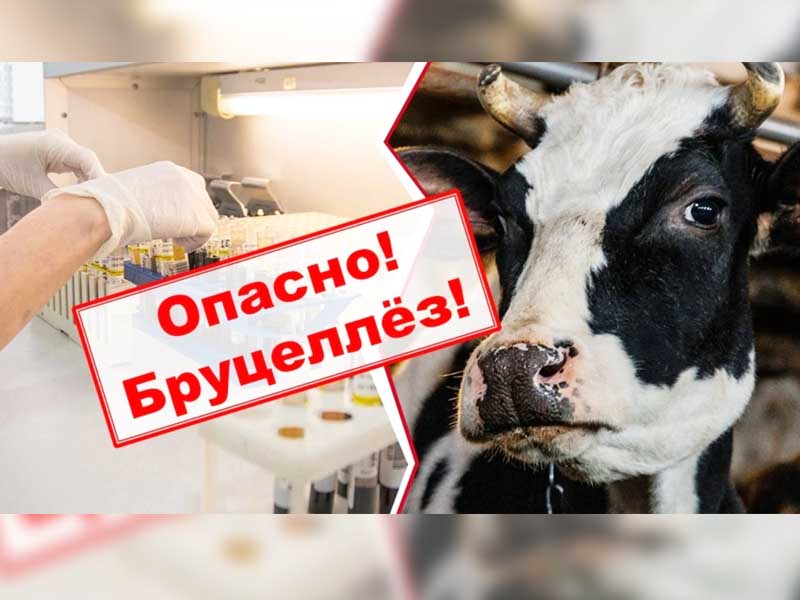 Бруцеллез животных.