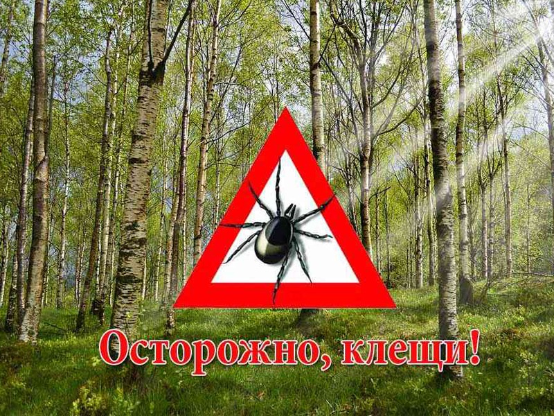 Внимание, клещи!.