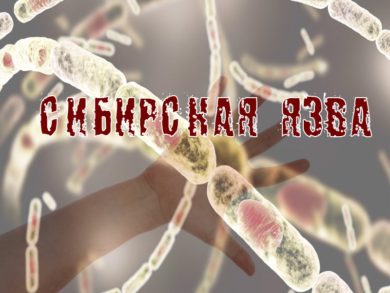 Сибирская язва: памятка для животноводов.